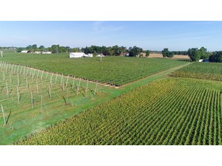 Van Buren County, Michigan Farmland - LAND AUCTION - 300+/- ACRES SPECIALTY CROP - GRAPES AND HOPS - OFFERED IN 8 TRACTS IN VAN BUREN COUNTY, MICHIGAN
